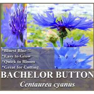  1 oz (5,900+) BACHELOR BUTTON DWARF ~BLUEST BLUE ~ Flower 