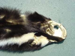 Oregon legal harvested Civet Pelt mount taxidermy trapper fur/skin 