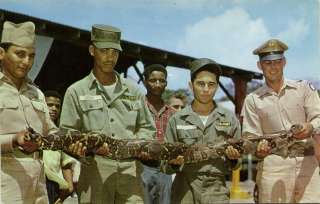 canal zone, Ft. SHERMAN, Boa Constrictor Snake (1960s)  