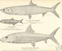 1884 Antique Fish Print The Bonefish  