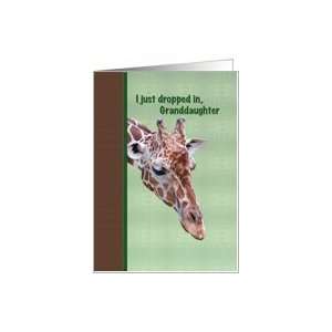   Birthday Card with Inquisitive Giraffe Card Toys & Games