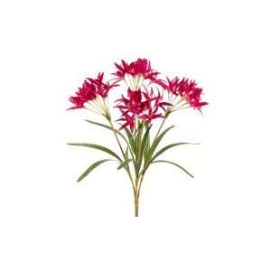  24 Nerine Lily Bush x4 Beauty (Pack of 12)