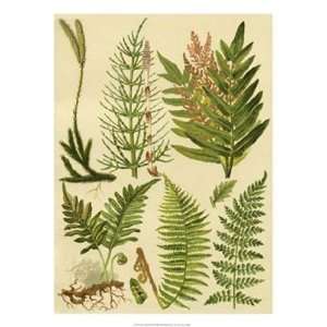 Fern Collection II by Unknown 18x24 