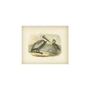 Brown Pelican   Poster by Jacob Studer (16x13):  Home 