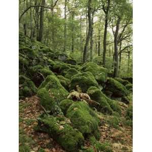 Strutta Wood, Near Ashness Bridge, Borrowdale, Lake District, Cumbria 