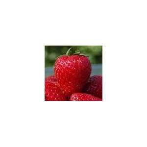  25 Cavandish Strawberry Plants Patio, Lawn & Garden