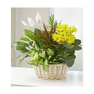 Funeral Flowers by 1800Flowers   Dish Garden with Fresh Cut 