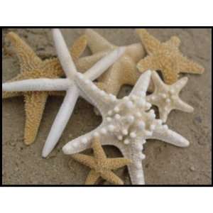  Sea Stars (Starfish) Postage Stamp