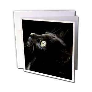  Jackie Popp Wildlife N Nature cats   black cat face 