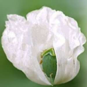  500 Organic Afghan Poppy Seeds Papaver Somniferum: Patio 