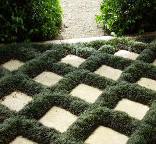   Dwarf Mondo Grass   Ophiopogon   Potted   Carefree Groundcover  