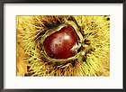 sweet chestnut chestnut seed in fruit casing france framed 