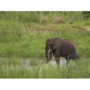 Elephant (Loxodonta Africana), Kruger National Park, Mpumalanga, South 