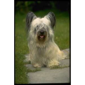   of Top 100 Pedigree Dogs Canvas Art Skye terrier