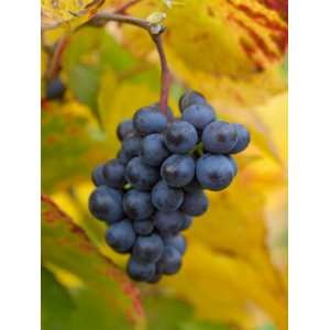 Beaujolais Red Grapes in Autumn, Burgundy, France Premium 