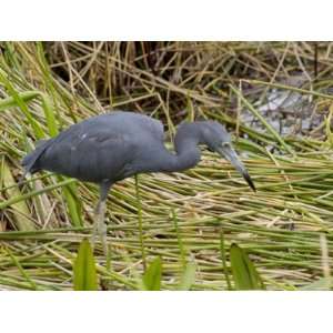 Little Blue Heron Looking for a Meal, Everglades National Park 