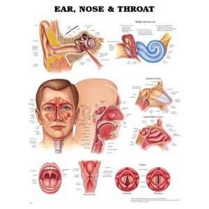  Ear, Nose & Throat Anatomical Chart Industrial 