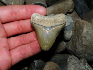 Green Central Florida Fossil Megalodon Shark Tooth  