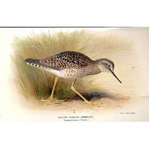  Yellow Shanked Sandpiper By Thorburn Birds 1855 97
