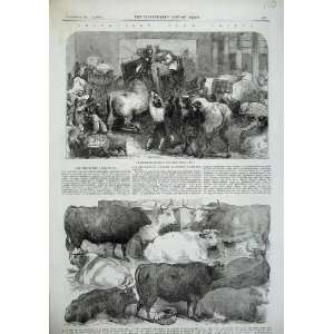   1856 Smithfield Club Prize Animals Cattle Baker Cow Ox: Home & Kitchen