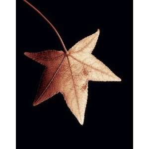  Tall Maple Leaf   Poster by Helvio Faria (12x15)