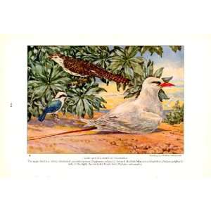  1925 Parasitic Cuckoo Marquesan kingfisher red tailed tropic bird 