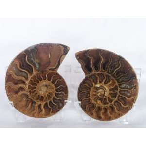  Cut in half and polished Ammonite Fossil (Madagascar), 8 