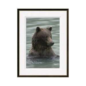  Alaskan Brown Bear In Salmon Spawning Stream Framed Giclee 