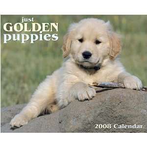  Just Golden Puppies 2008 Wall Calendar: Office Products