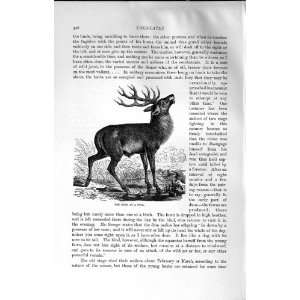   HISTORY 1894 RED DEER WATER POOL ANTLERS ANIMAL