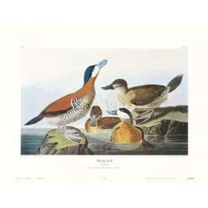     Artist John James Audubon  Poster Size 15 X 24