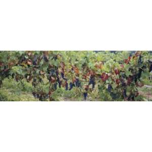 Bunch of Grapes in a Vineyard, Keuka Lake, Finger Lakes, Hammondsport 