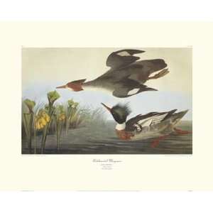 Red Breasted Merganser   Poster by John James Audubon (30 