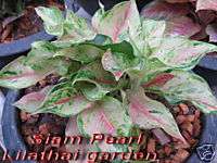Aglaonema Variegated Siam Pearl Tropical House Plant  