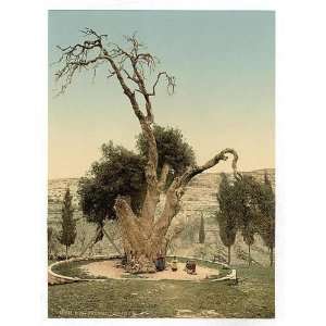   Reprint of Abrahams tree Mamreh, Hebron, Holy Land, i.e., West Bank