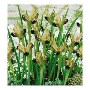  Hermodactylus tuberosa   Snakes Head Iris Patio, Lawn & Garden