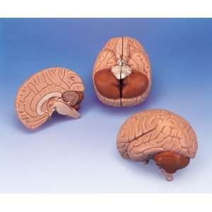  Anatomical Human Brain 2 Part: Health & Personal Care