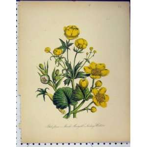  Globe Flower Marsh Marigold Helleboie Botanical Print 