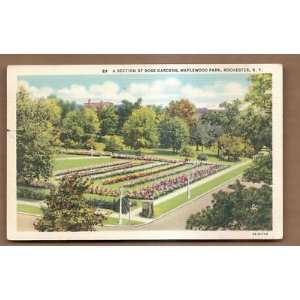  Postcard Rose Garden Maplewood Park Rochester New York 