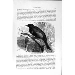    NATURAL HISTORY 1894 95 BANDED COTINGA BIRD MANAKIN