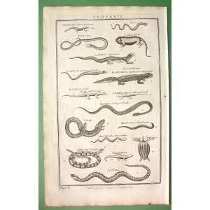 SERPENTS Snakes Amphibia Viper Chameleon Lacerta etc   1788 Original 