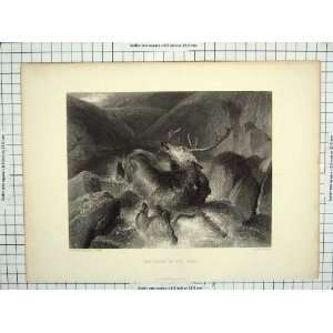  LANDSEER COUSEN ENGRAVING DEATH STAG HUNTING DOGS: Home 