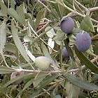 Arbequina Olive Tree Plant Cold Hardy Fruit 1 2 Feet  