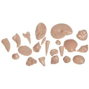 American Educational 3069 Basic Fossil Kit (Pack of 10):  