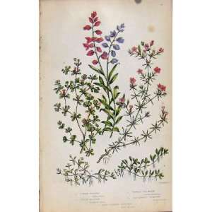  Flowering Plants Common Milkwort Sea Heath Old Print