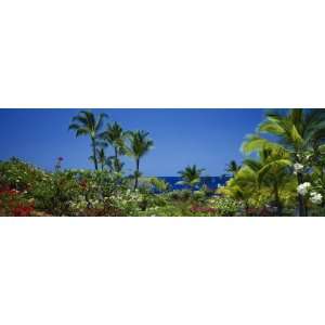  Palm Trees in a Garden, Tropical Garden, Kona, Hawaii, USA 