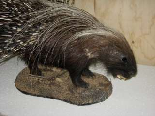 AFRICAN PORCUPINE FULL MOUNT   SPECTACULAR   NEW   #P2  