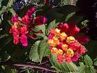 LANTANA SEEDS   RED/YELLOW FLOWERS   HUMMINGBIRDS LOVE THIS PLANT