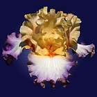 MIXED COLORED HYBRID TALL BEARDED IRIS SHIPPING LATE AUGUST  