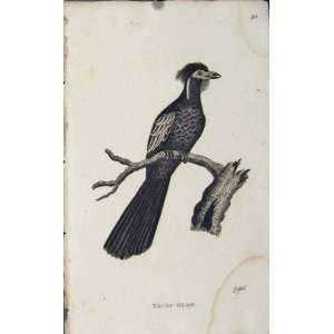   Engraved Copper Bird Art Antique Print Yacou Guan Old